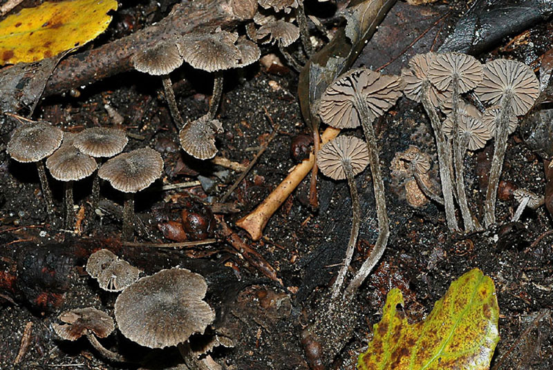 Fungo ingannevole - Quiz